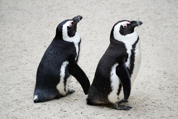 Portrait of an African penguin. Spheniscus demersus.