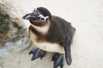 Naklejka premium Portrait of an African penguin. Spheniscus demersus.