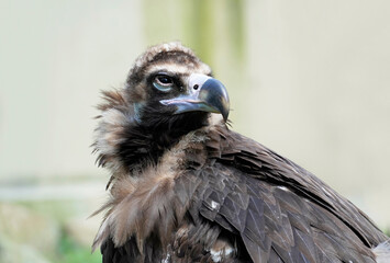 Portrait of a vulture. Close-up of the bird.
