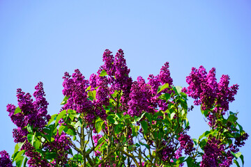 Obraz premium Blooming lilac tree with blue sky background. 