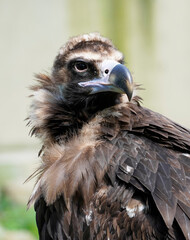 Portrait of a vulture. Close-up of the bird.
