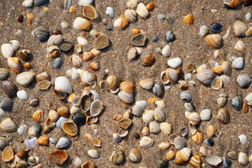 Colorful shells on the beach. Dutch North Sea coast.
