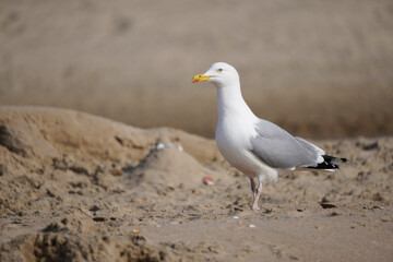 Seagull on the Dutch North Sea coast.
