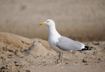 Seagull on the Dutch North Sea coast.
