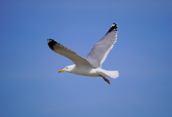 Seagull in flight. Blue sky in the background.
