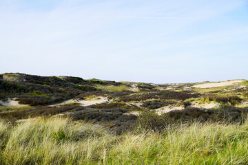 Fototapeta na wymiar Dune landscape at the Dutch North Sea coast. Nature reserve. Netherlands. 