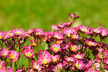 Moss-saxifrage close-up. Perennial in the garden. Flowering plant. Green background.
