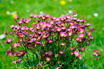 Moss-saxifrage close-up. Perennial in the garden. Flowering plant. Green background.
