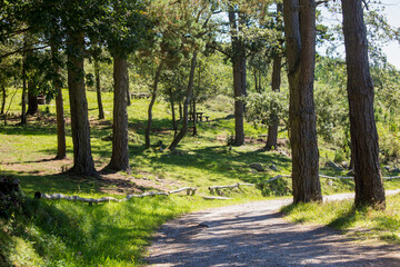 path through the pine forest. a perfect sunny day for an outdoor excursion. space copy. text copy