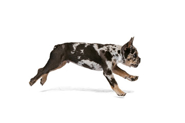 Potrait of cute puppy, dog, French Bulldog jumping, running, playing isolated over white studio background.