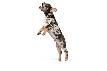 Portrait of cute playful puppy, French Bulldog jumping to catch toy isolated over white studio background