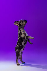 Portrait of beautiful cute dog, puppy of French Bulldog standing on hind legs isolated over purple studio background in neon light.