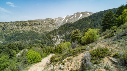 Naklejka na ściany i meble Springtime at the mountains with snow melting. Forest view