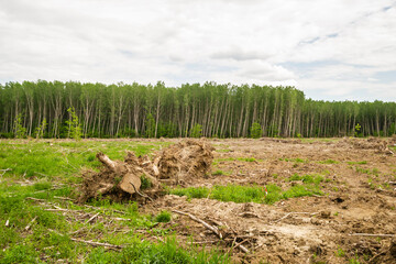 View of the cleared forest. A view of the bare earth, where there used to be poplar trees. Planned deforestation. 