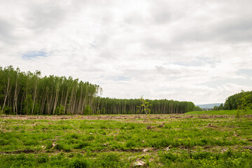 Fototapeta na wymiar View of the cleared forest. A view of the bare earth, where there used to be poplar trees. Planned deforestation. 