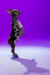 Portrait of cute puppy, dog, French Bulldog standing on hind legs, posing isolated over purple studio background in neon light