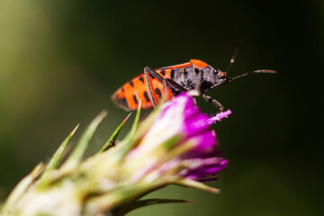 gendarme sur fleur de chardon