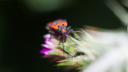 pyrrhocore sur fleur de chardon