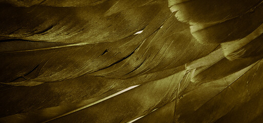golden hawk feathers with visible detail. background or texture