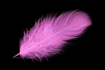 violet feather goose on a black isolated background