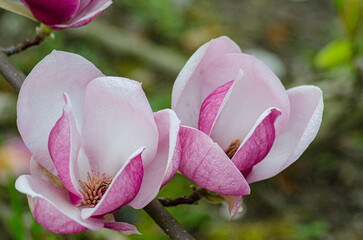 magnolia flowers blossom