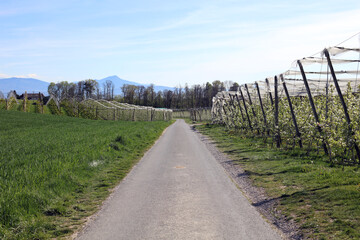 Fototapeta na wymiar Route de campagne au printemps à Etoy en Suisse