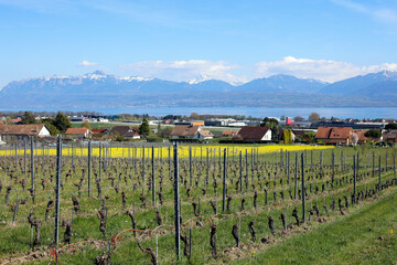 Vignes et maisons d'Etoy au printemps