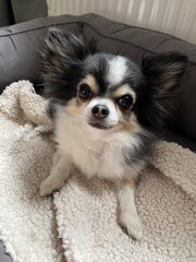 Chihuahua schwarz weiß auf Decke