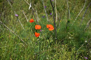 Amapolas silvestres en la naturaleza 