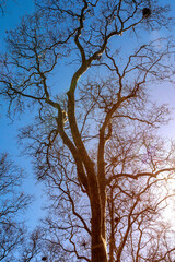 old tree silhouette