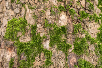 tree moss and details