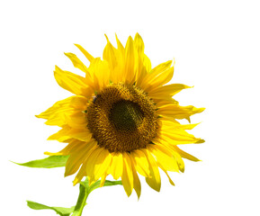The sunflower flower is isolated on a white background. Agriculture. oil. Seeds.