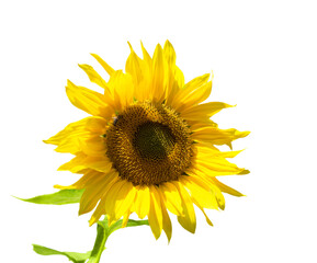Obraz premium The sunflower flower is isolated on a white background. Agriculture. oil. Seeds.