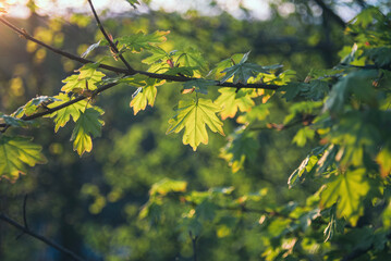 leaves in autumn