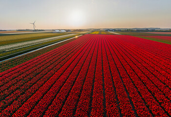 Panoramic aerial view of a colourful tulips field, The Netherlands.