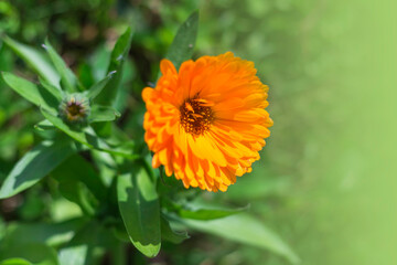 Beautiful Calendula Flower.With Selective Focus on the Subject. Copy space