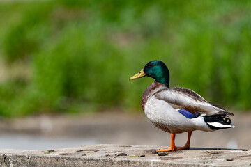 Male mallard duck with a shallow depth of field and copy space