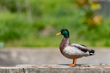 Male mallard duck with a shallow depth of field and copy space - obrazy, fototapety, plakaty