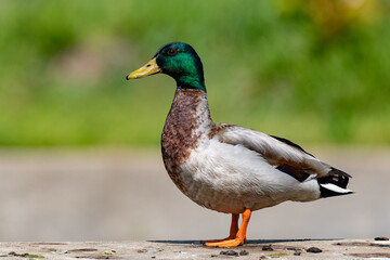 Naklejka na ściany i meble Male mallard duck with a shallow depth of field and copy space