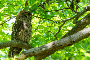 Female barred owl perches on a branch and stands watch over her owlet with a shallow depth of field and copy space