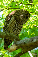 Female barred owl perches on a branch and stands watch over her owlet with a shallow depth of field and copy space