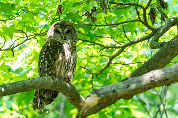 Female barred owl perches on a branch and stands watch over her owlet with a shallow depth of field and copy space