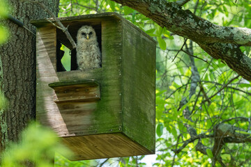 Young barred owl owlet sitting in a nesting box with a shallow depth of field and copy space