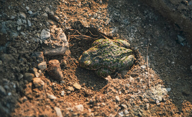 crab on sand