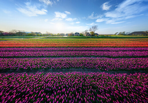 Panoramic aerial view of a colourful tulips field, The Netherlands.
