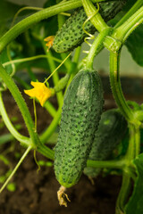 Greenhouse with hothouse green cucumbers. Fresh harvest. Eco-friendly product