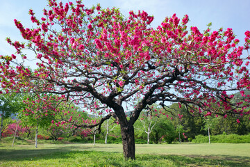 Fototapeta na wymiar single red flower tree in sping