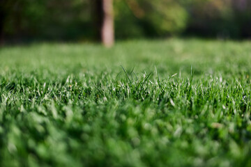 Green spring grass growing in a clearing, taken close-up in sunlight