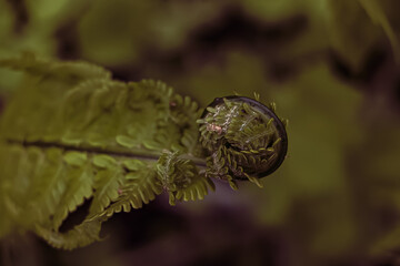 spider on leaf