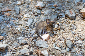 Small dead shrew on the road